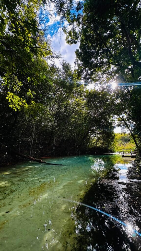 Uma Jornada Inesquecível: Bioluminescência no Parque Nacional das Emas e Serranópolis