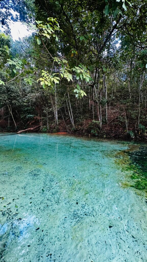 Uma Jornada Inesquecível: Bioluminescência no Parque Nacional das Emas e Serranópolis