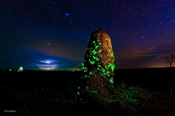 Uma Jornada Inesquecível: Bioluminescência no Parque Nacional das Emas e Serranópolis